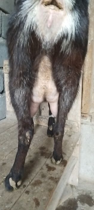 Альпийский ешкі сатылады