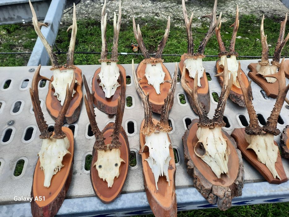 Еленски рога от сърндак.