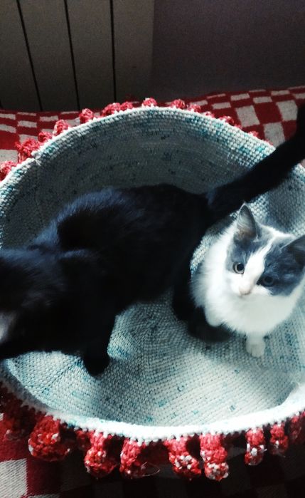 Мысык баласын тегин беремин. Шиели ауданы