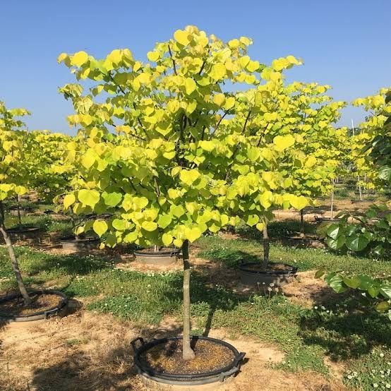 Cercis hearts gold
