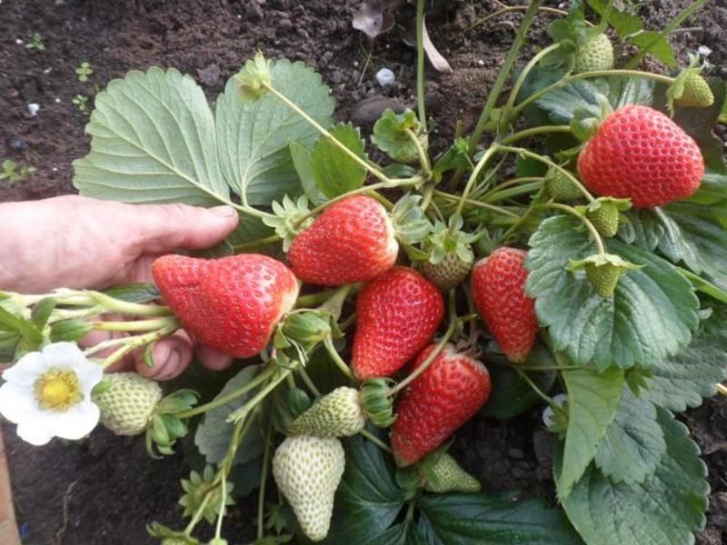 Продам саженцы клубники Альбион +Доставка бесплатно