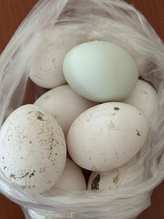 Куры несушки молодые