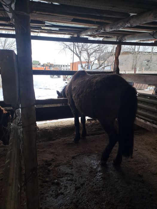 Семіз туу биелер сатылады