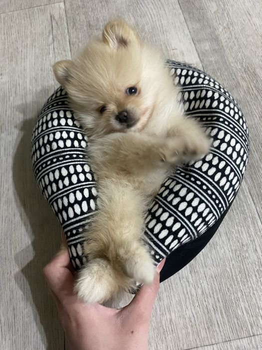 Немецкий шпиц мальчик