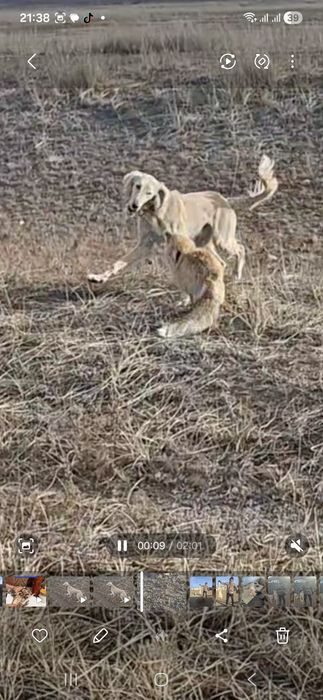 Рабочий тазы сатылады