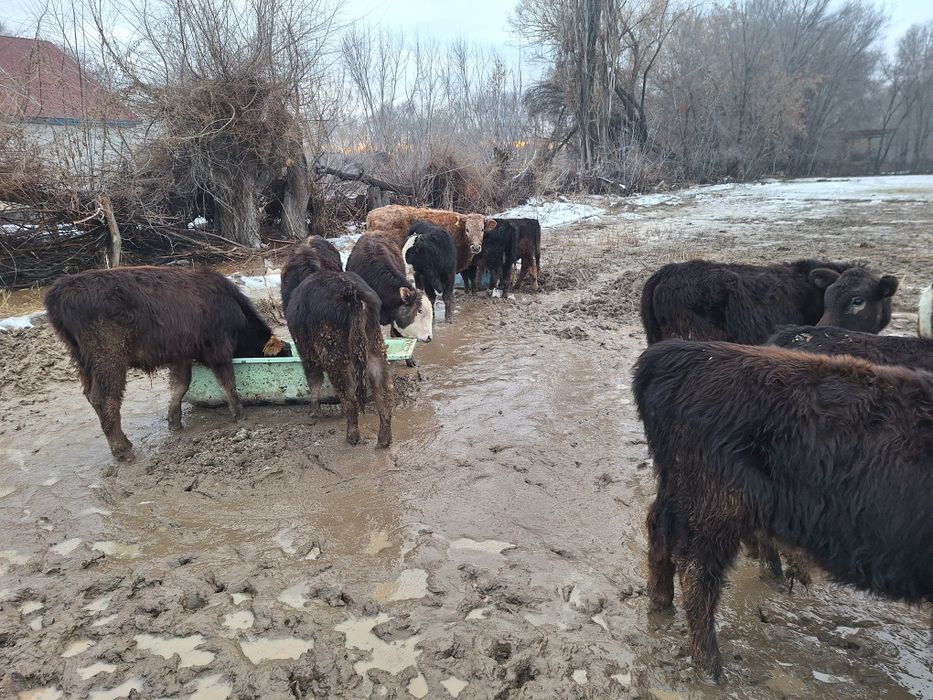 14 бас еркек тайыншалар сатлады