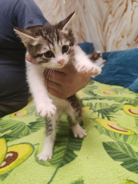 Отдаются котята в добрые руки