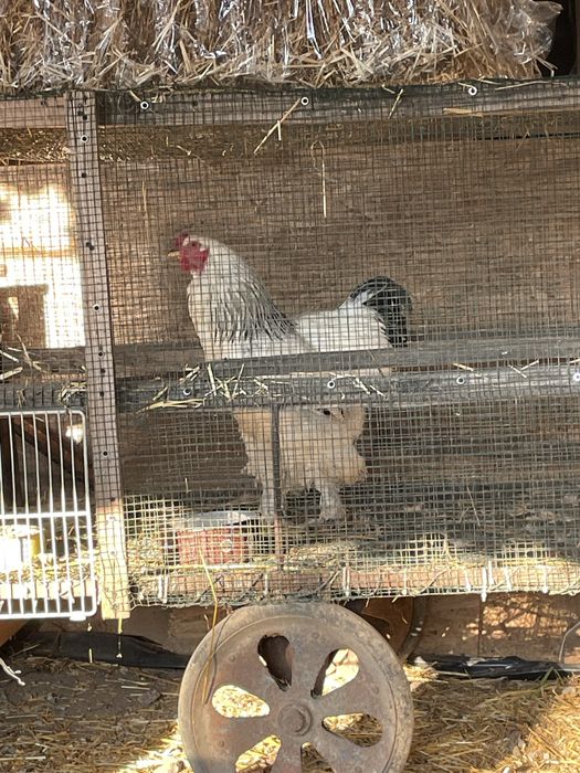 De vanzare cocos din rasa Brahma