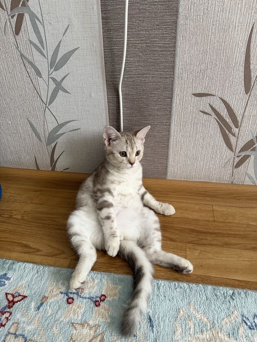 продаю котенка в хорошие руки