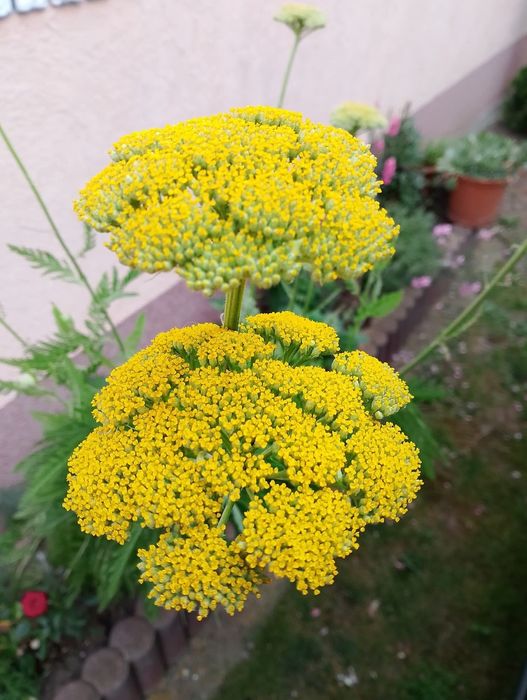 Achillea/ plante perene