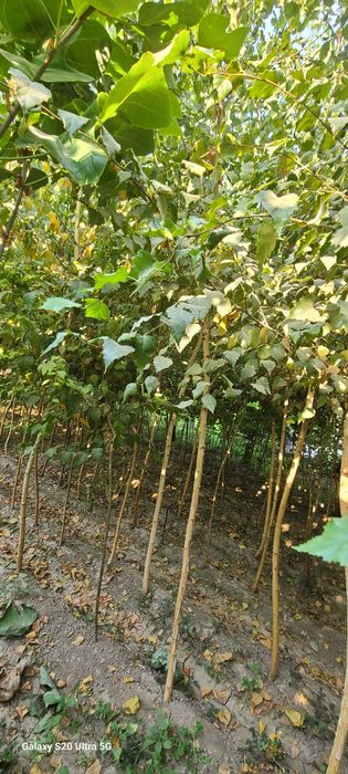 Берёза кучатлари сотилади