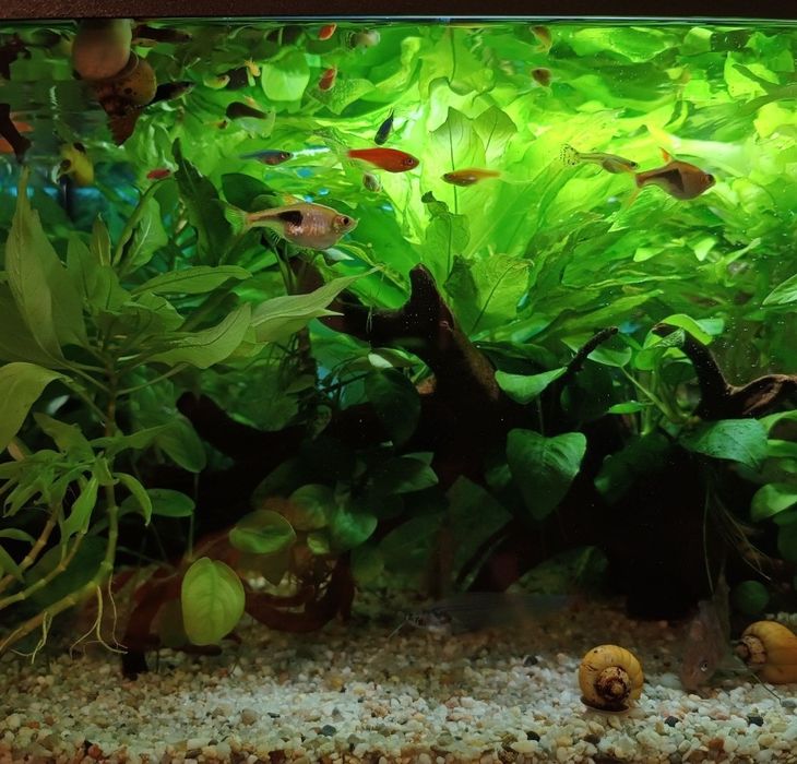 Acvariu complet echipat cu accesorii