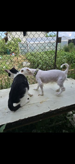 Bichon Maltez rasa pura
