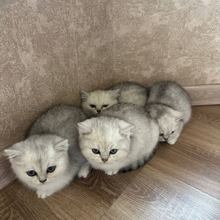 Продаются Чистокровные Шотландские котята