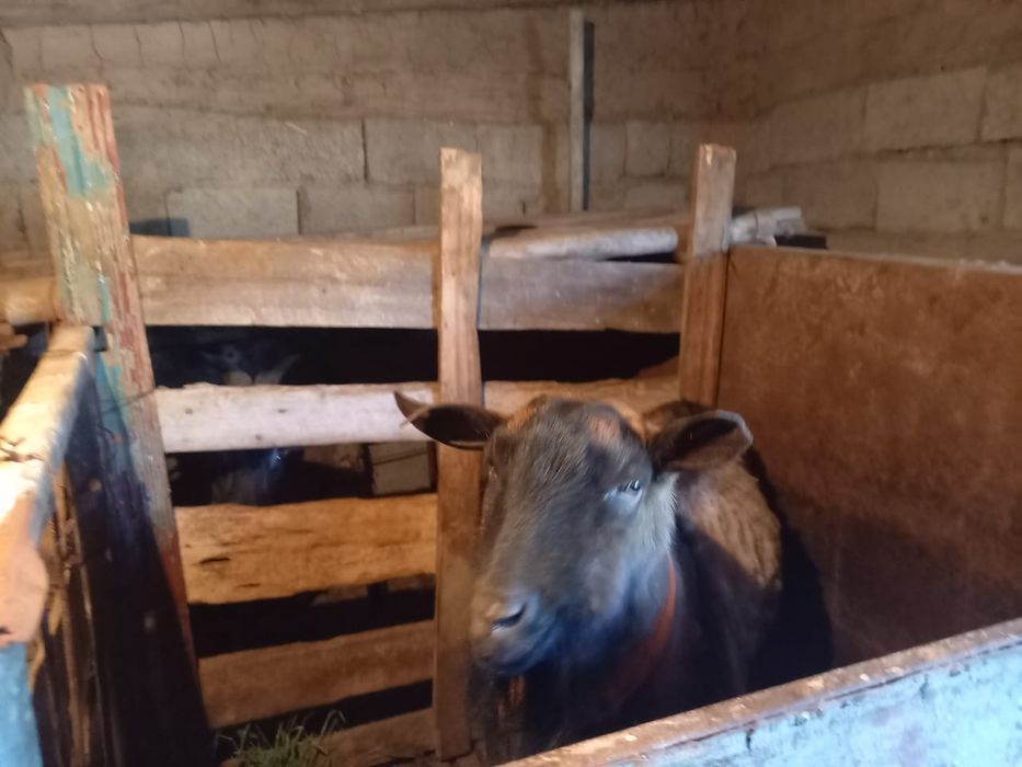 Альпийски теке сатылады 2 жас