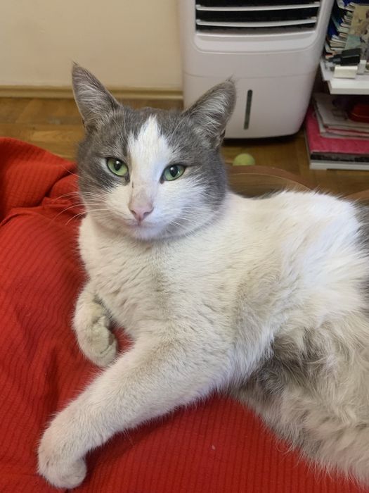 Кот кастрированный! Заберите, иначе усыпят!