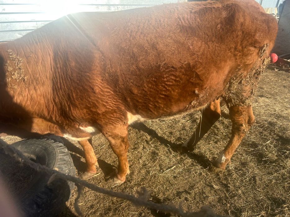 Сиыр сатылады 2 бұзаулаған