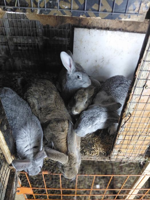 Продаются кролики