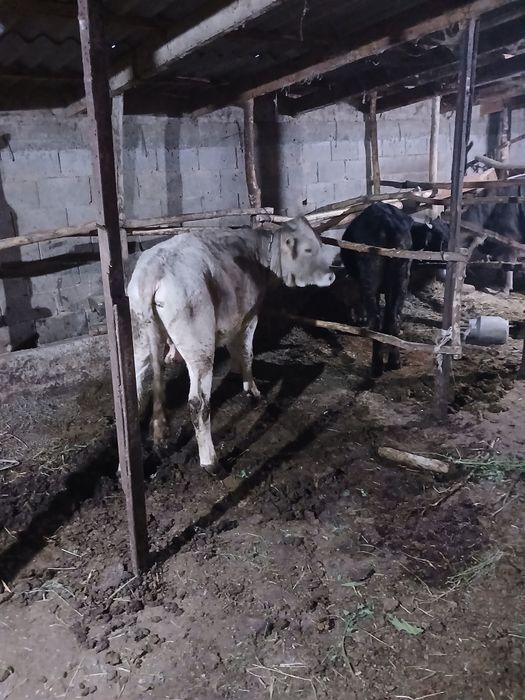Бұқа Бычки 1,5 года жасар