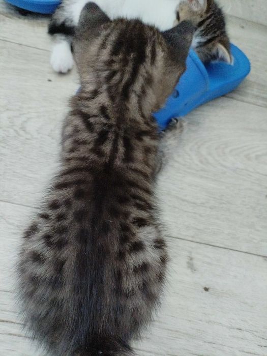 Отдам котят в добрые руки