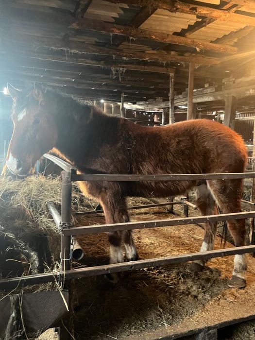 Жеребец  на племя