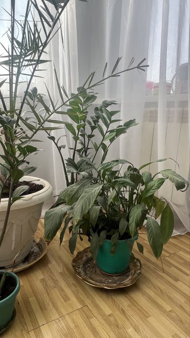 Продам комнатные растение