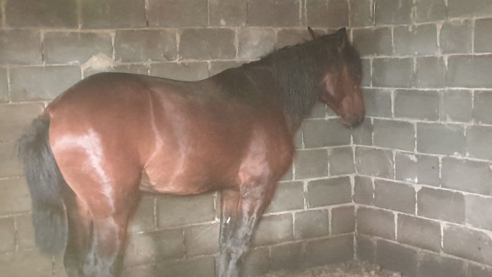 Продам Құнан (Жеребчик)