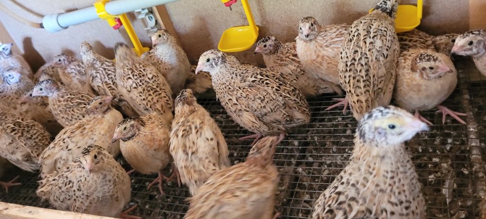 Бөдене  манжур пародасы