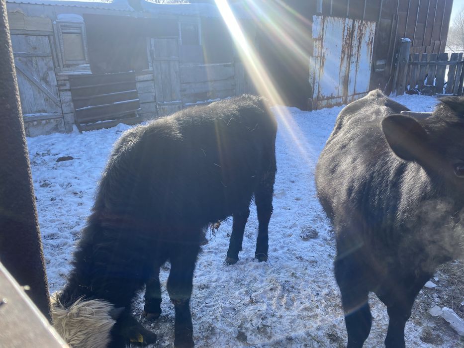 Бычки годовалые на племя