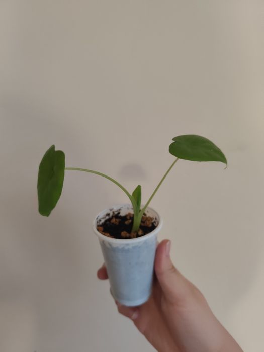 Алоказия отростки