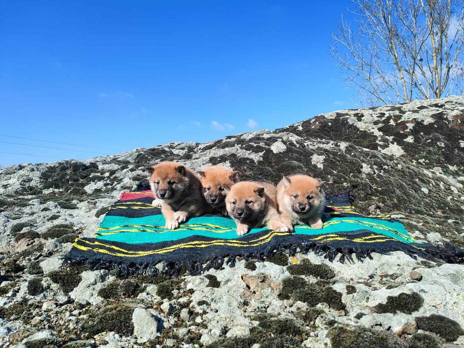 Продавам кученца Шиба Ину