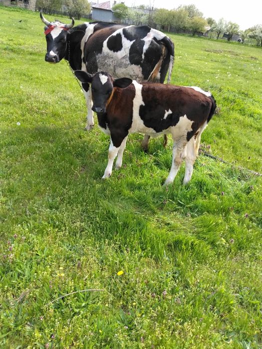 Vaca la a doua fătare cu vițică de 3 luni langa ea