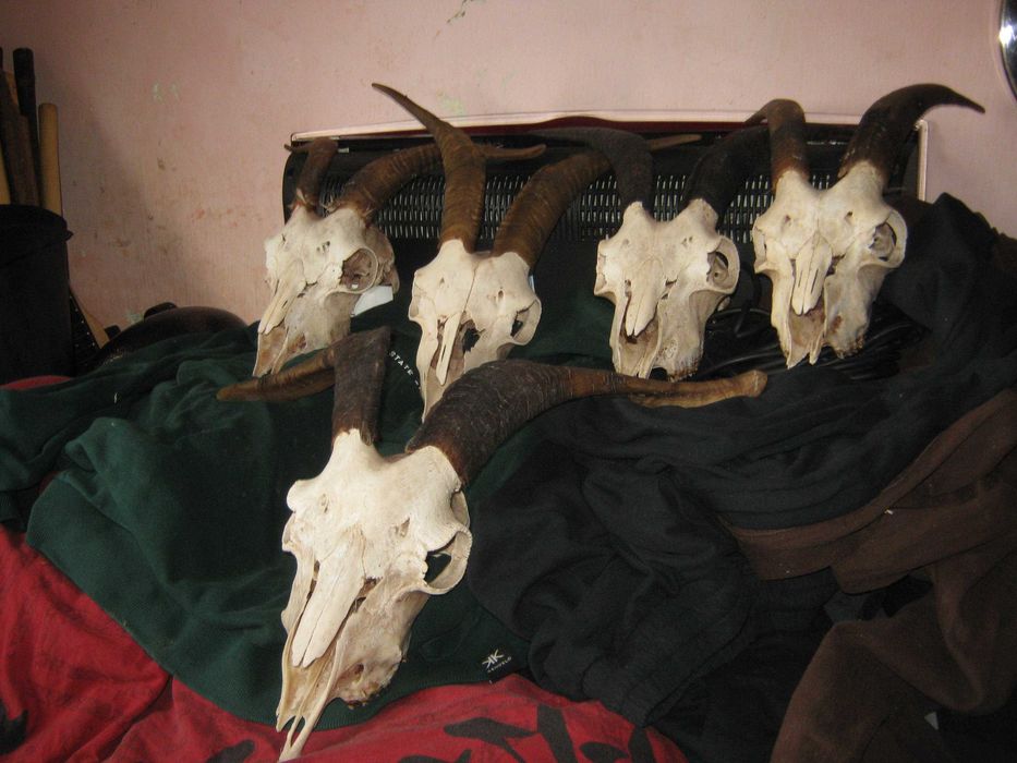 trofee  capuri de capra