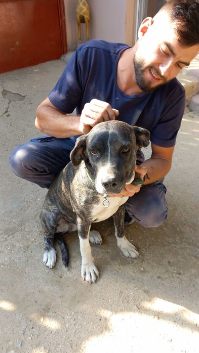 Donez femela metis cane corso