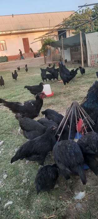 Qorashagzoda va chatishgan jojalar