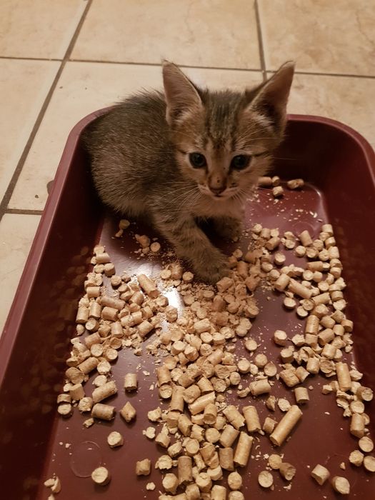 Отдам котят в добрые руки