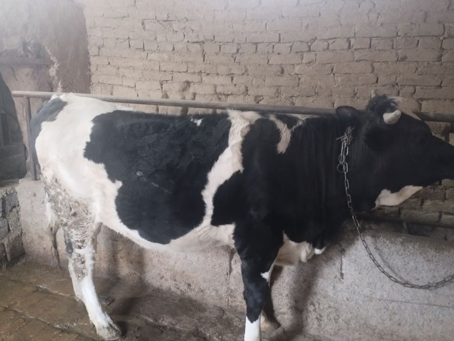 Mol sotiladi ! Mol sotiladi !