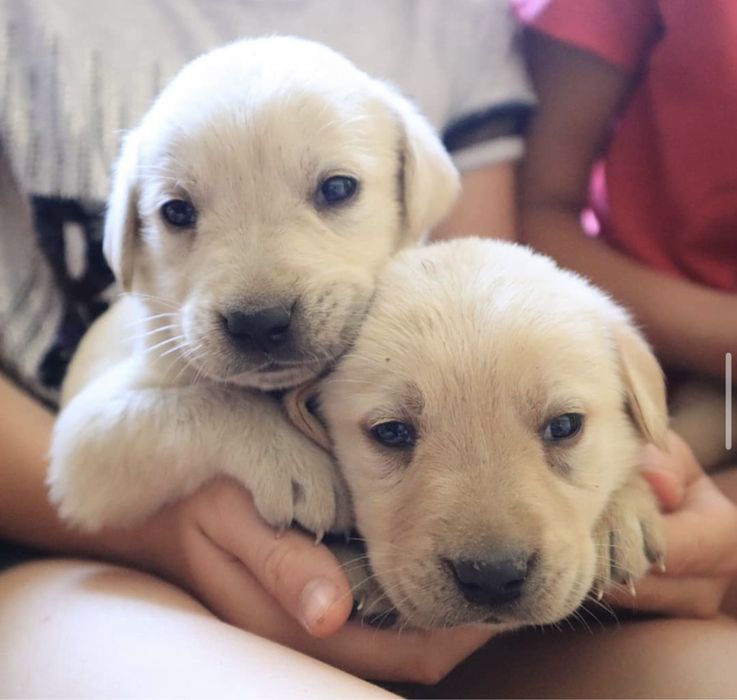 Лабрадор ретривер мальчик