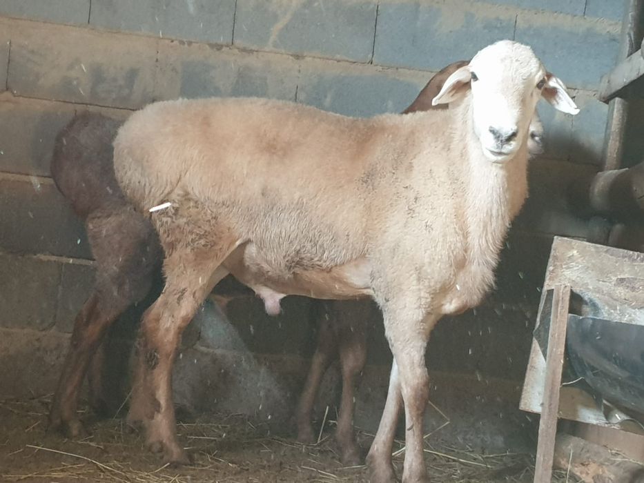 Продам кошкара Баран