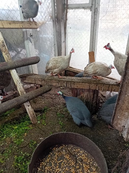 Токачки на 9 месеца