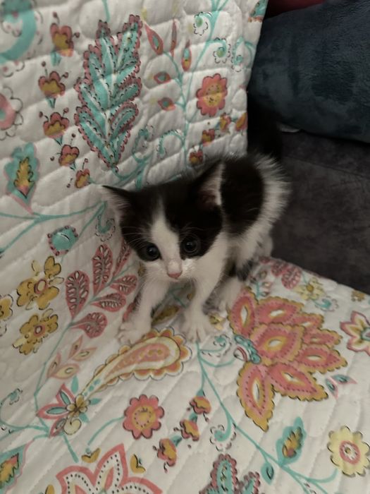 Отдам котенка девочку