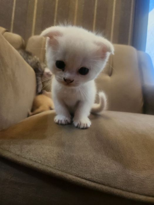 Scottish Fold mushukcha