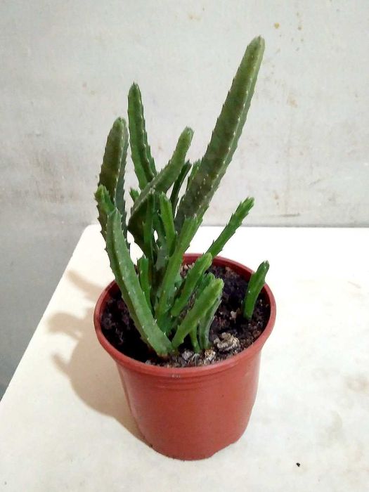 Саккулент Стапелия: Морская звезда, в простонародие "Рогач"