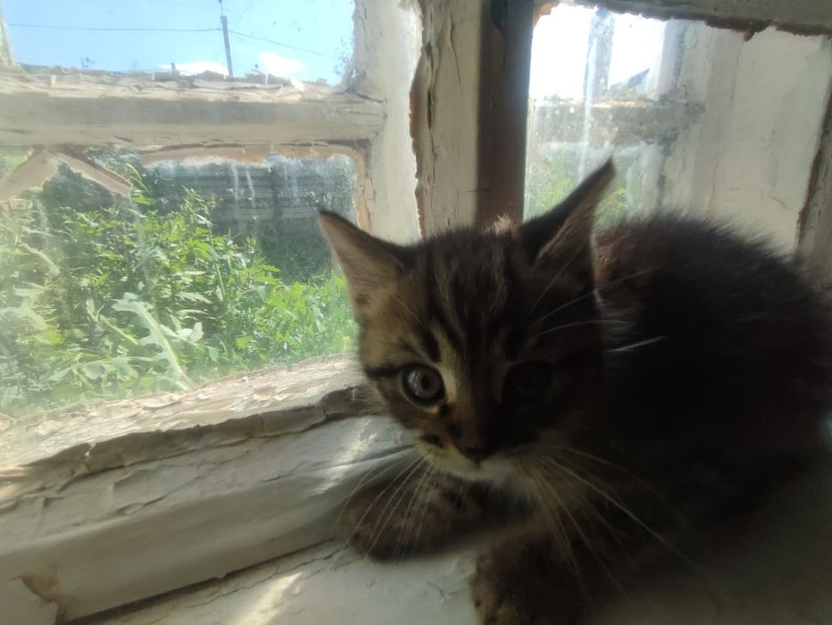 Отдам котят в добрый руки!!!