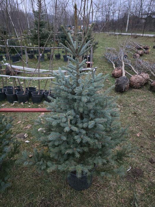 Brad argintiu cu radacina