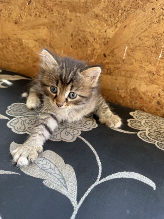 Отдам в добрые руки