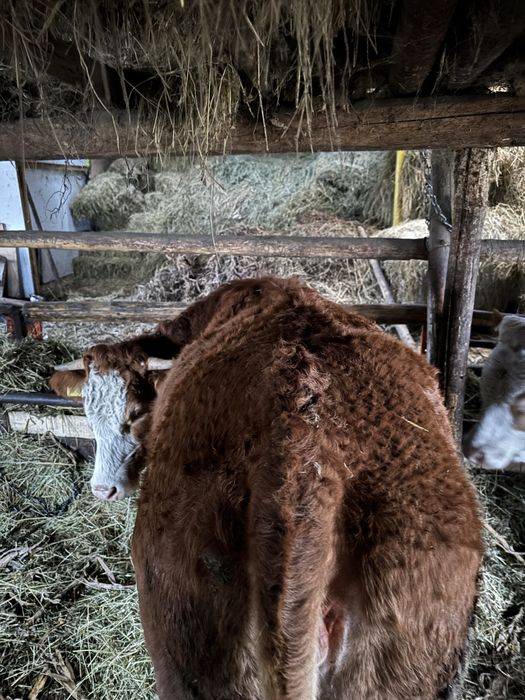 Vand vitei si juninca