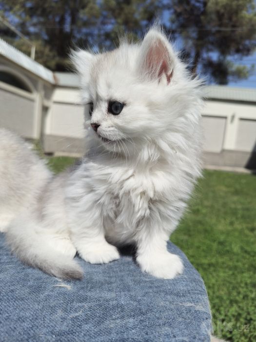 Шотландские кошки