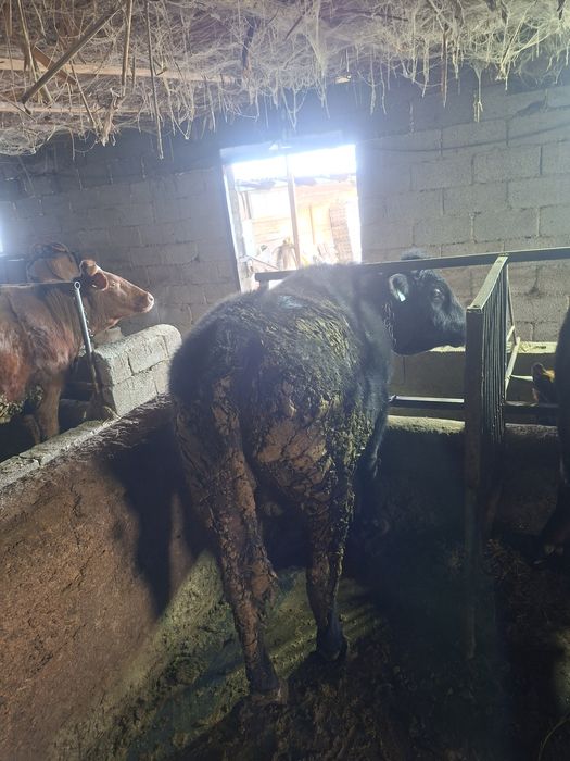 Буқалар  сатам, продам Быков.