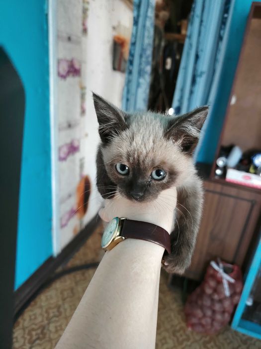 Котёнок в добрые руки